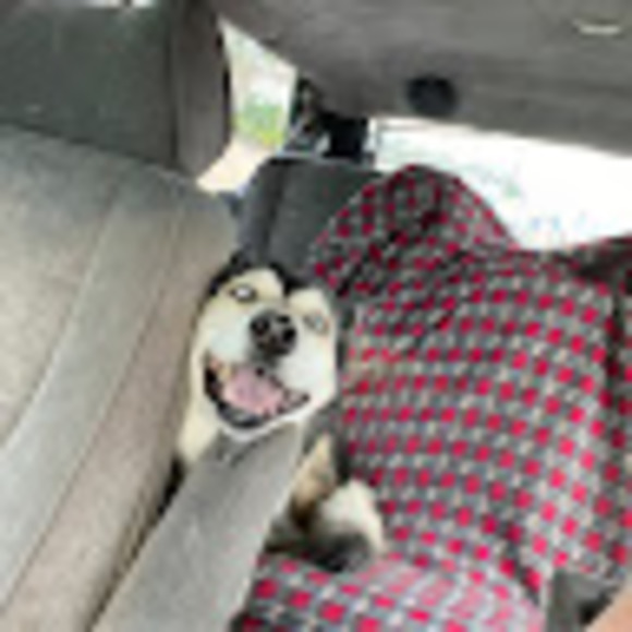 Meet your Posher, Cam - Picture 1 of 1